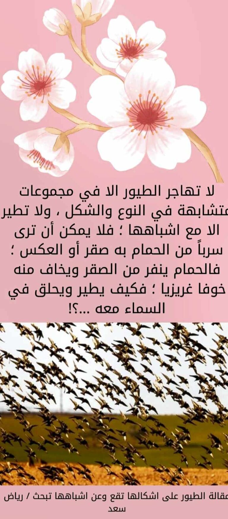 بب