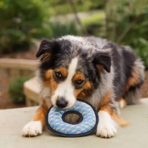 AustralianShepherd